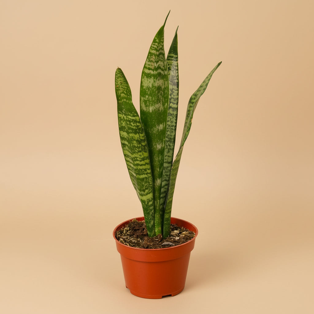 Snake Plant 'Zeylanica'