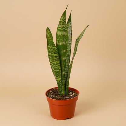 Snake Plant 'Zeylanica'