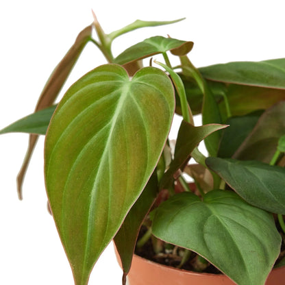 Philodendron Micans – Velvet Leaf