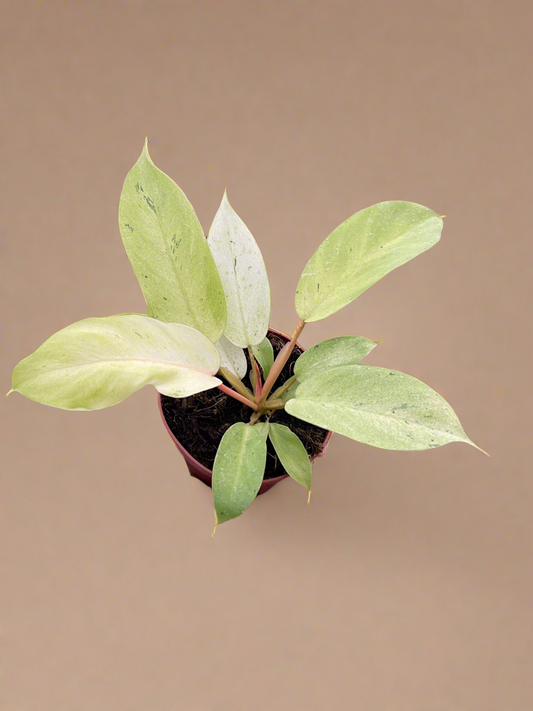 Philodendron 'Snowdrift'