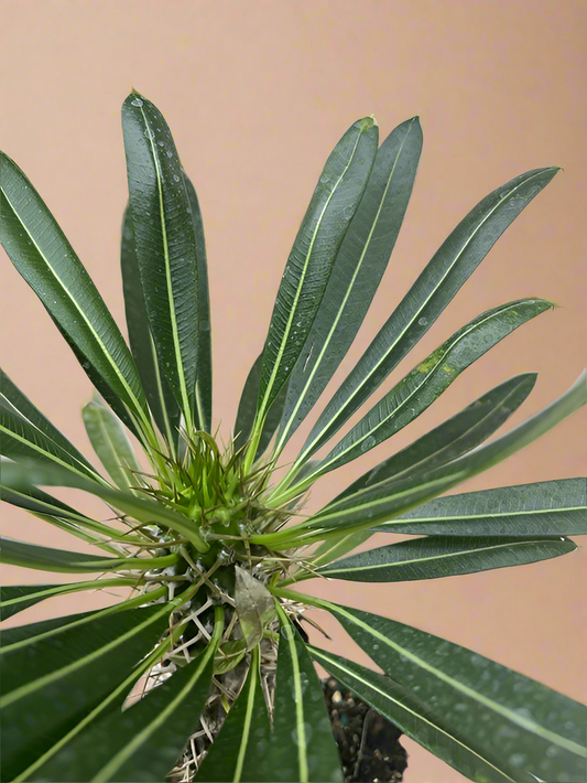 Pachypodium 'lamerei' (Madagascar Palm)