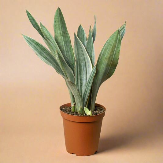 Sansevieria Snake Plant 'Sayuri'