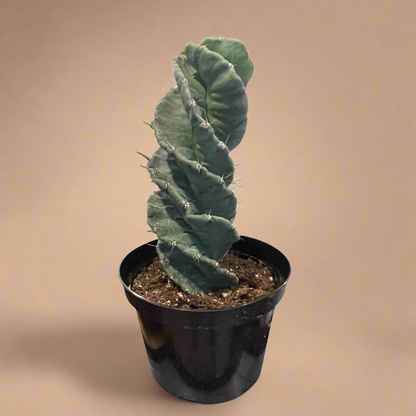 Cereus forbesii ‘Spiralis’ – Spiral Cactus Large 8” Pot