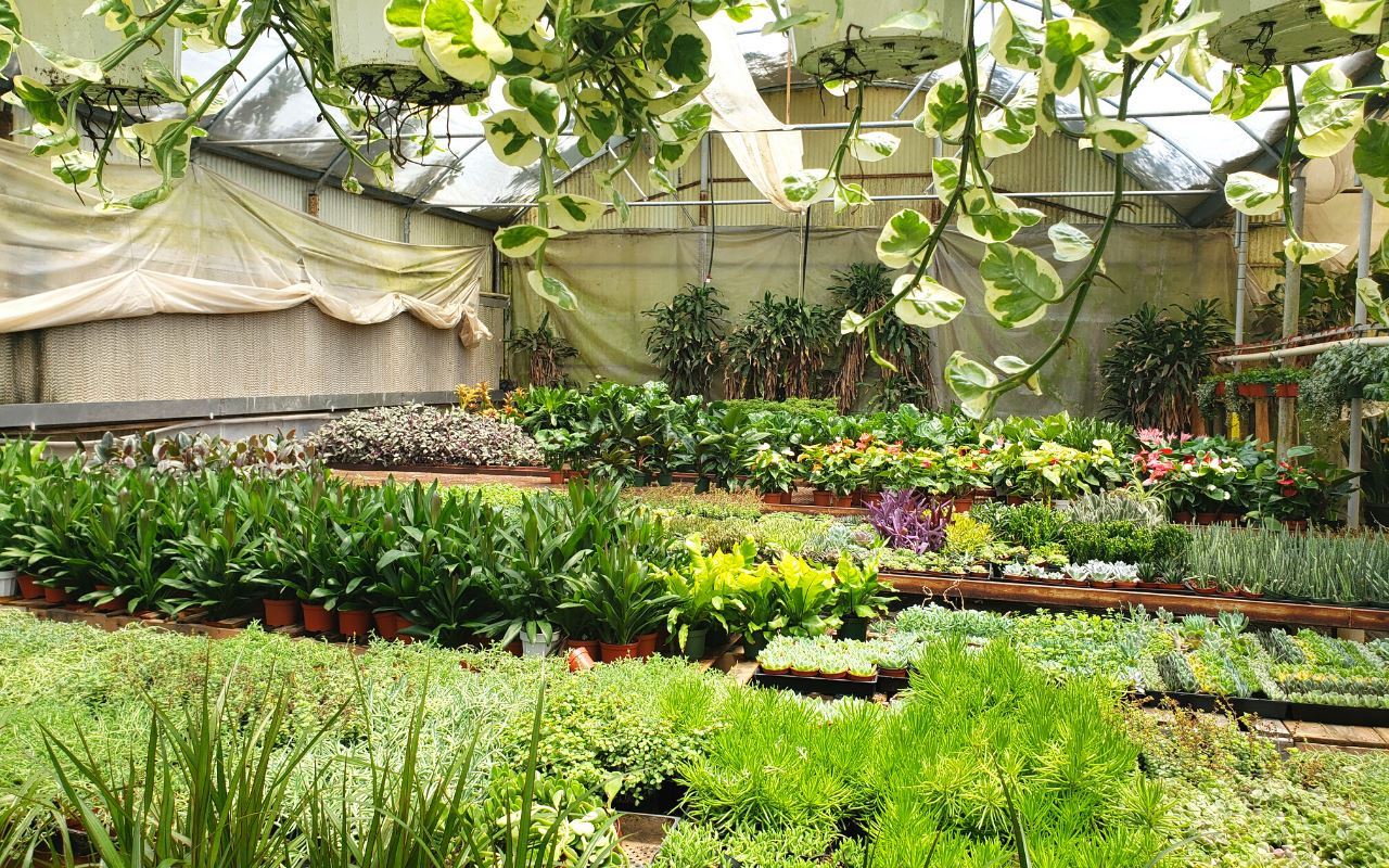 Mystery Plant Monthly Subscription Box - 1 Plant