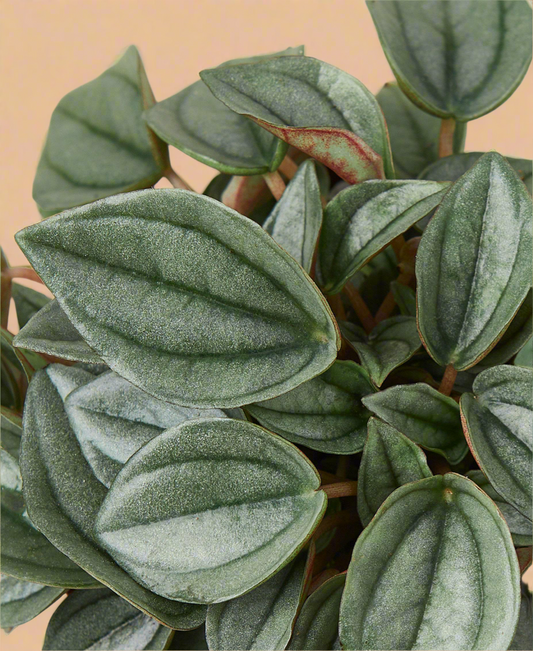 Peperomia 'Napoli Nights' - 4" Pot