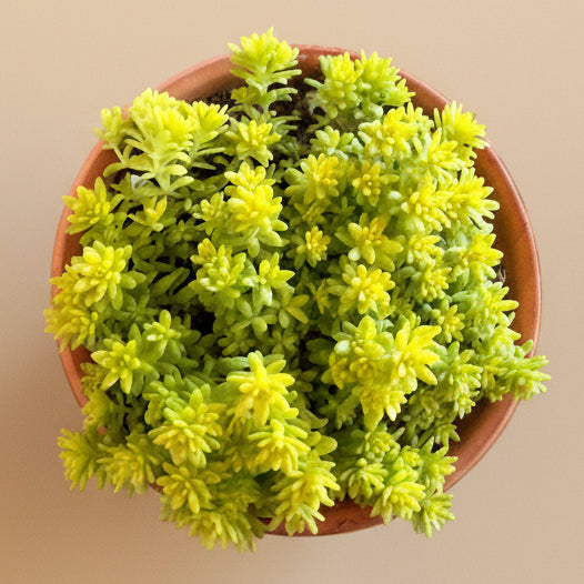 Sedum Golden Stonecrop 2”