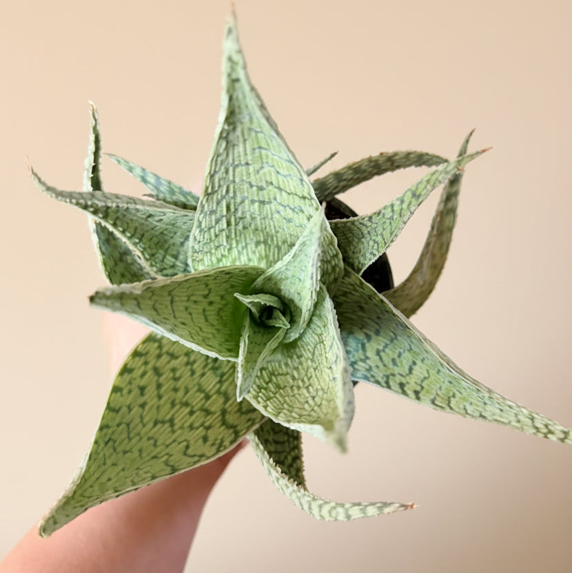 Aloe - Delta Lights 4.5” pot