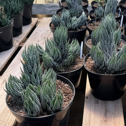 Haworthia Super Fasciata - Haworthiopsis reinwardtii