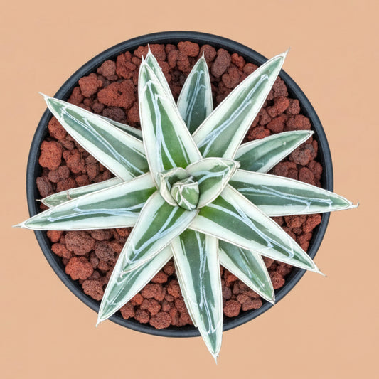 3.5 inch Agave Victoriae-Reginae- White Rhino