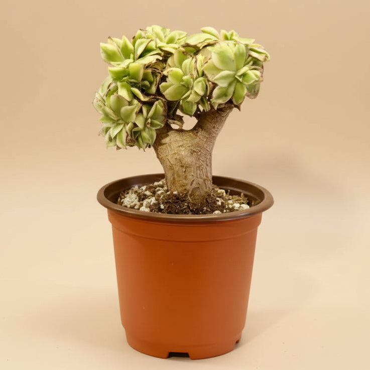Crested Aeonium ‘Sunburst’ Bonsai Succulent Tree 4” pot