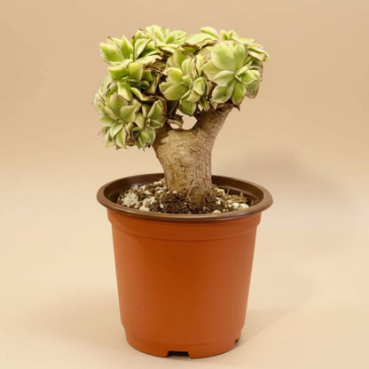 Crested Aeonium ‘Sunburst’ Bonsai Succulent Tree 4” pot