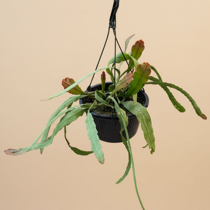 Epiphyllum Orchid Cactus King's Ransom 10”