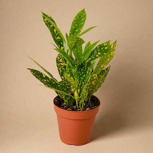 Croton 'Gold Dust'