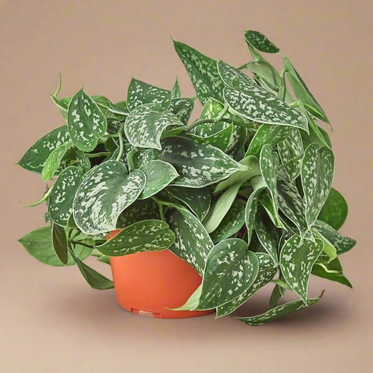 Scindapsus pictus 'Argyraeus'