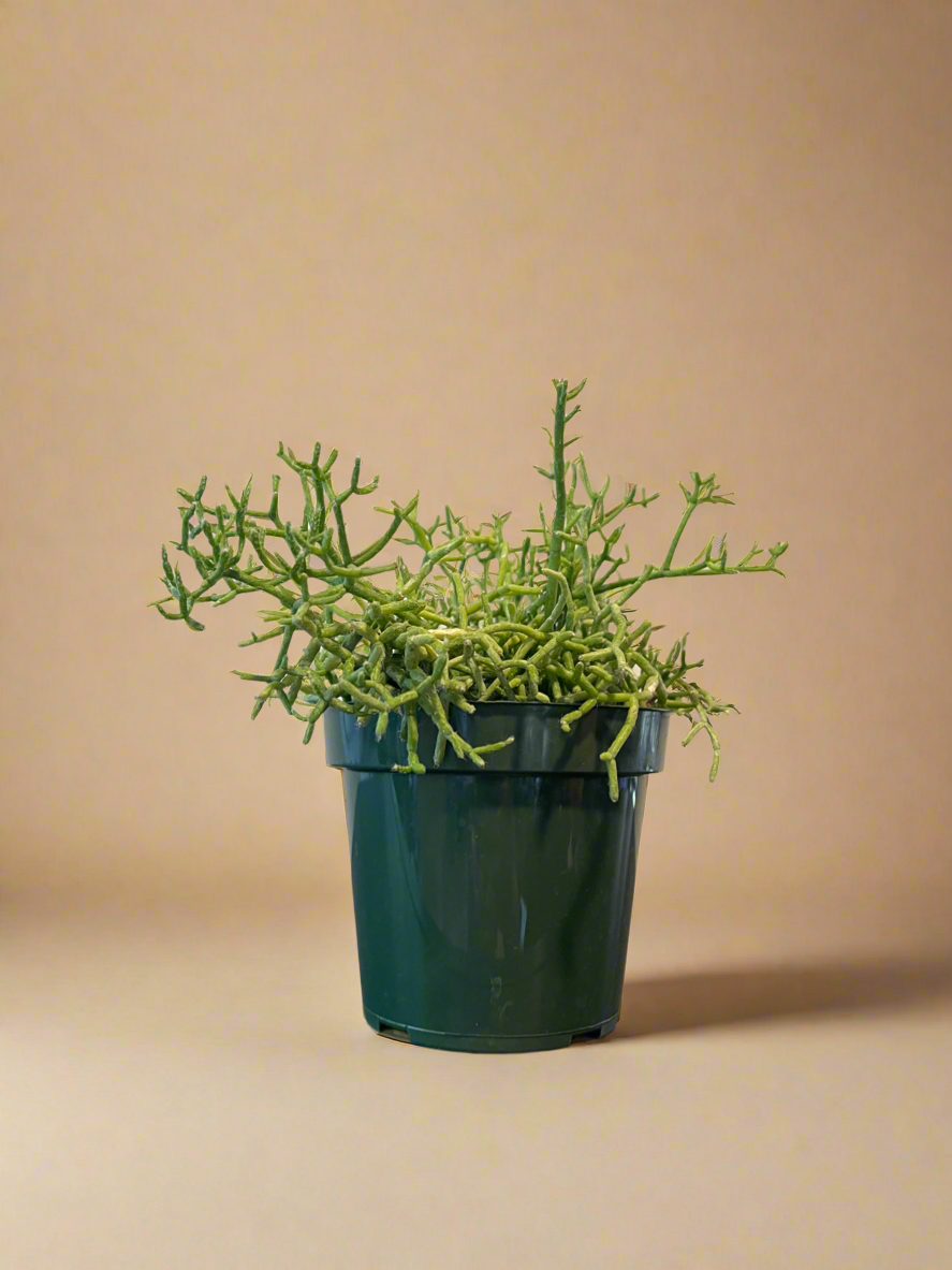 4.5” Rhipsalis - Mistletoe Cactus