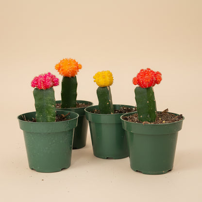 Grafted Moon Cactus - Gymnocalycium mihanovichii