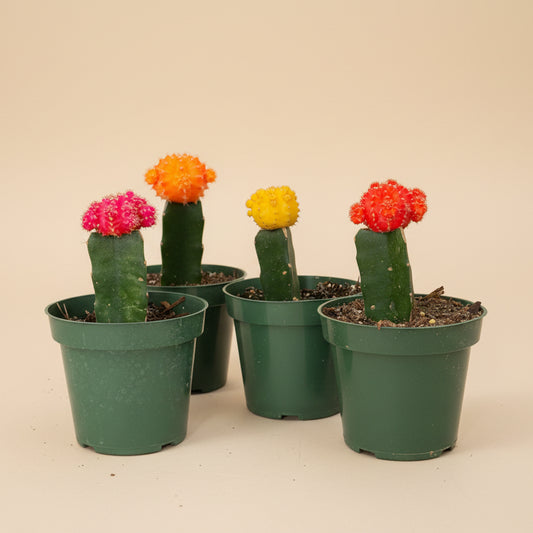 Grafted Moon Cactus - Gymnocalycium mihanovichii