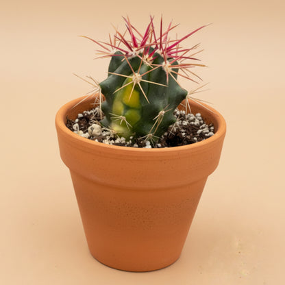 Variegated Fire Barrel Cactus- Ferocactus Gracilis 2.5”