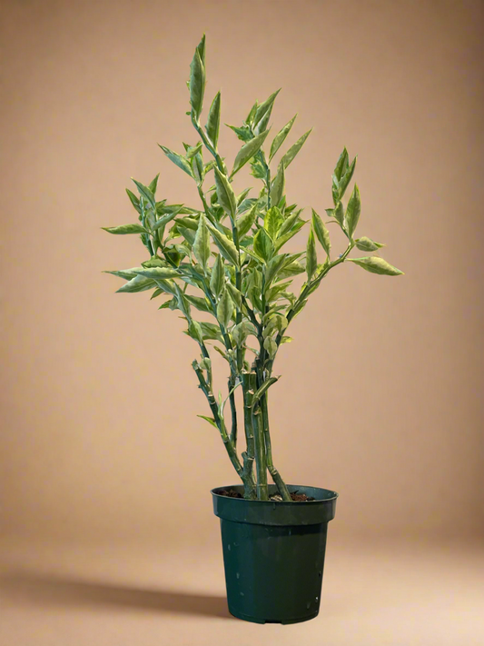 4.5” Euphorbia tithymaloides 'Splish Splash' - Variegated Devil’s Backbone