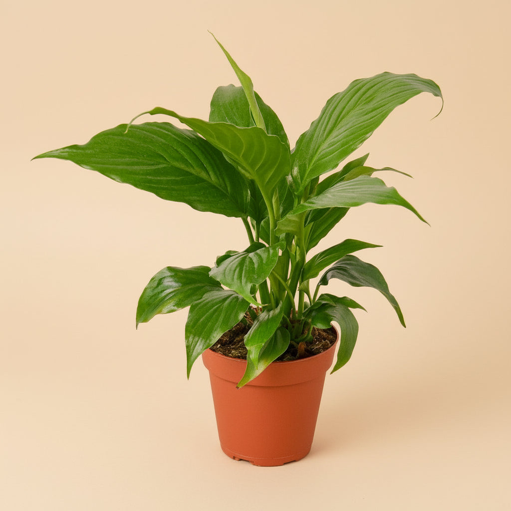 Spathiphyllum 'Peace Lily'