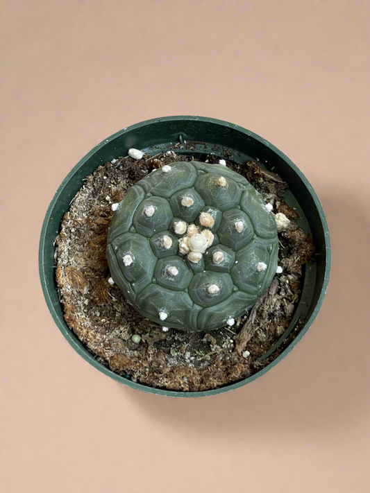 4.5” Astrophytum Asterias cv. Kikko Nudum “Lizard Skin”