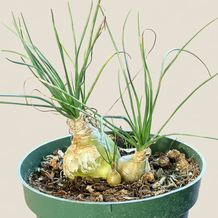 Climbing Onion (Bowiea volubilis)