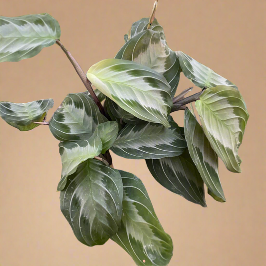 Maranta 'Silver Band' Prayer Plant