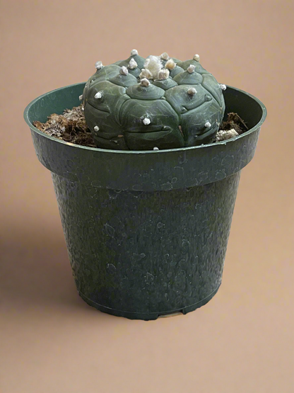 4.5” Astrophytum Asterias cv. Kikko Nudum “Lizard Skin”