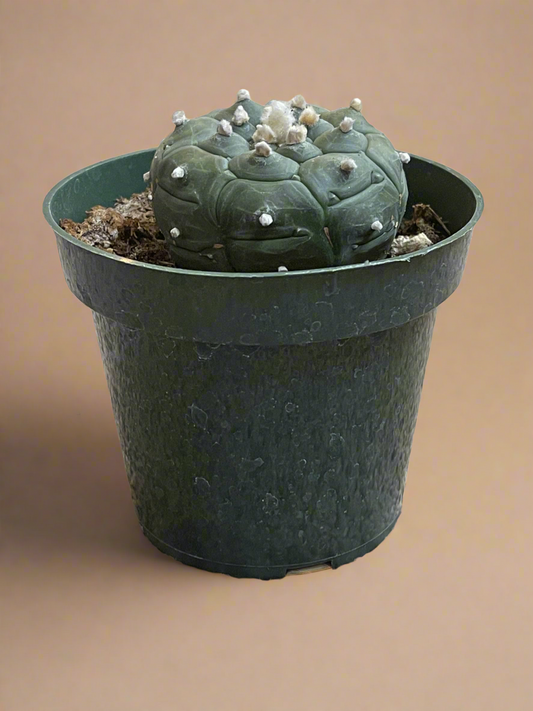 4.5” Astrophytum Asterias cv. Kikko Nudum “Lizard Skin”