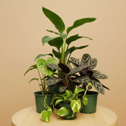 Mystery Plant Monthly Subscription Box - 1 Plant