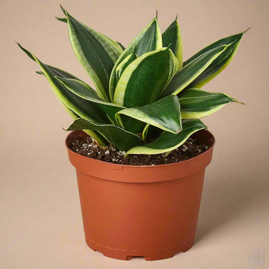 Snake Plant Black Gold