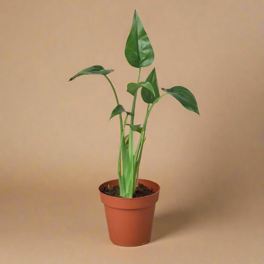 4” Alocasia Tiny Dancer