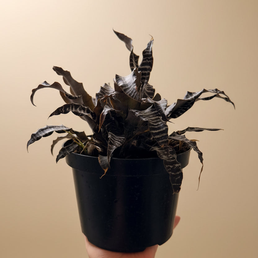 Cryptanthus ‘Zebrinus’ Earth Star Bromeliad