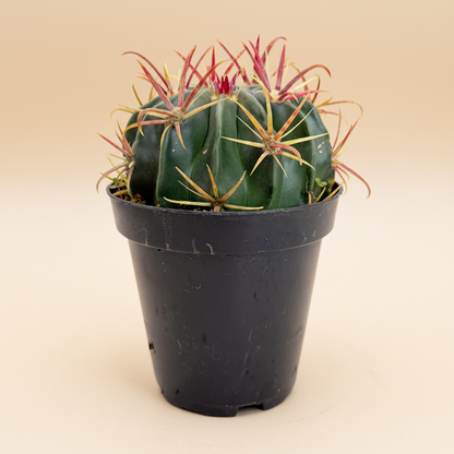 Devil's Tongue Cactus | 3.5 inch | Ferocactus latispinus