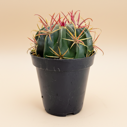 Devil's Tongue Cactus | 3.5 inch | Ferocactus latispinus