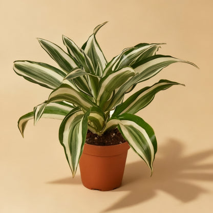 Dracaena 'Warneckii White Jewel'