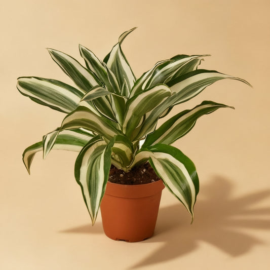 Dracaena 'Warneckii White Jewel'