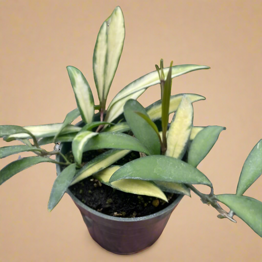 Hoya Wayetii Variegated