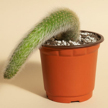 Monkey Tail Cactus 4” Pot