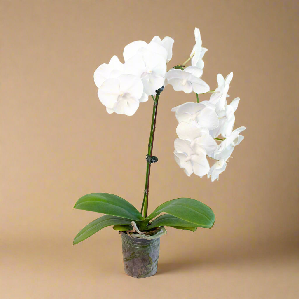 Orchid 'White Phalaenopsis'