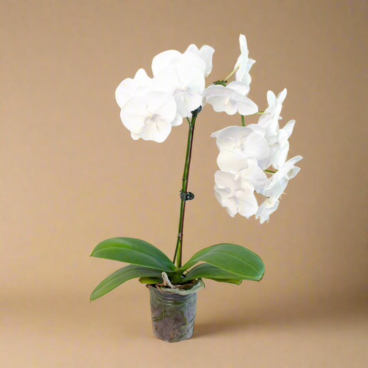 Orchid 'White Phalaenopsis'