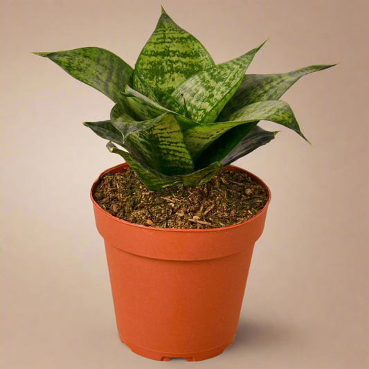 Snake Plant Black Robusta