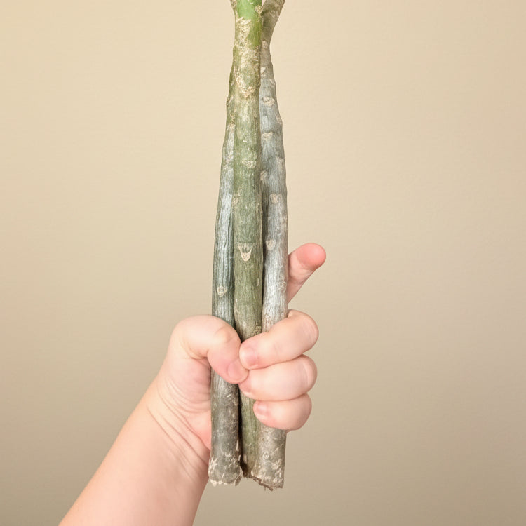 Set of Three Mexican Plumeria Cuttings