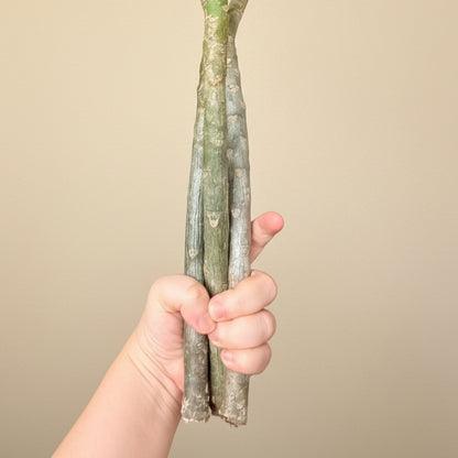 Set of Three Mexican Plumeria Cuttings
