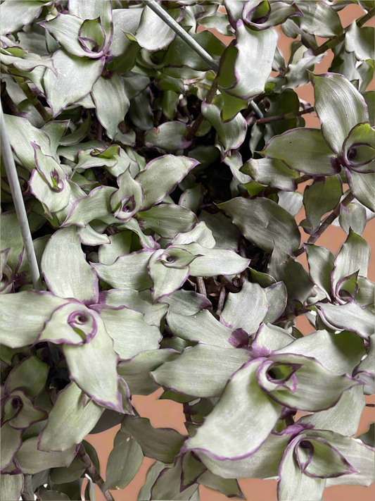 Callisia Soconuscensis 'Dragon Tail' 10” HB