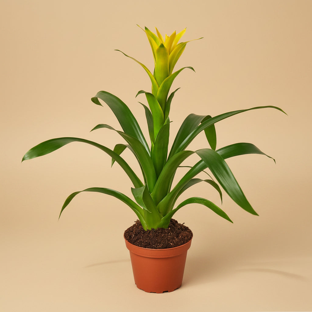 Guzmania Bromeliad 'Yellow'