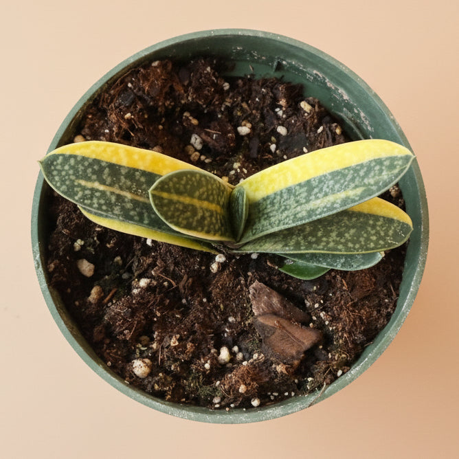 Variegated Gasteria -4.5” pot