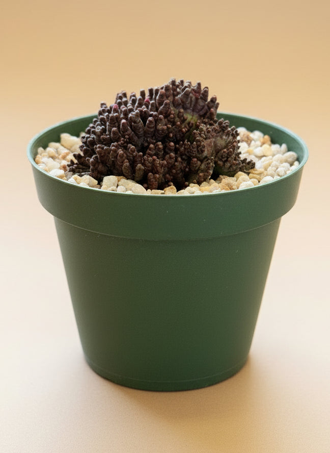 Potted plant with a dark succulent on a beige background