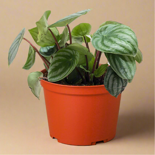 Peperomia Watermelon
