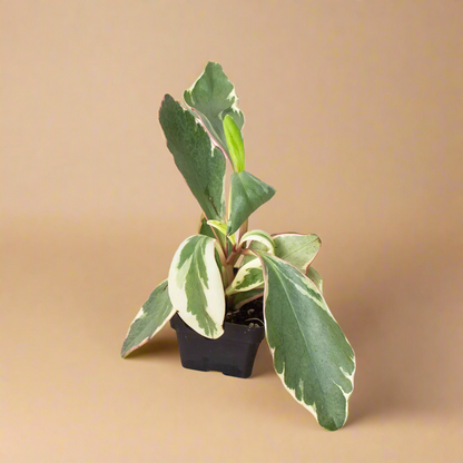 Peperomia 'Ginny'